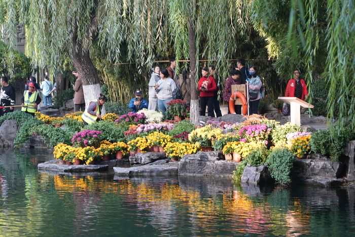 济南趵突泉开启“花海模式” 6万余盆菊花争相绽放