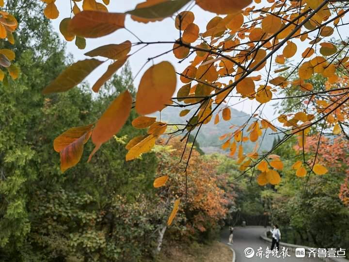 济南千佛山的红叶进入最佳观赏期