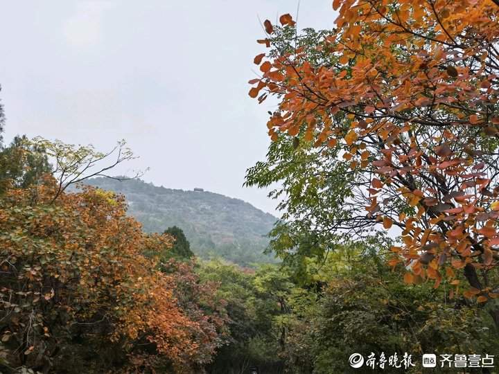 济南千佛山的红叶进入最佳观赏期