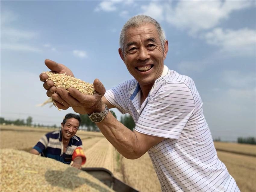 三夏時節(jié)田間忙 豐收喜悅掛臉龐