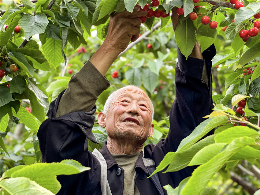 榮成市嶗山街道寧家村大櫻桃豐收